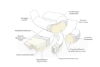 Picture of MedCline Reflux Relief and Lateral Positioning System
