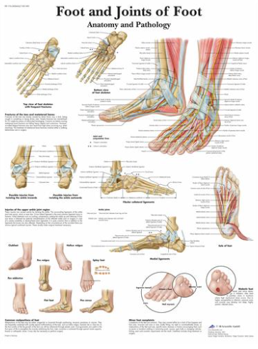 Pisces Healthcare Solutions. Anatomy Charts