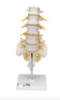 Picture of Lumbar Human Spinal Column Model - 3B Smart Anatomy