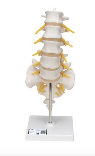 Picture of Lumbar Human Spinal Column Model - 3B Smart Anatomy