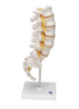 Picture of Lumbar Human Spinal Column Model - 3B Smart Anatomy