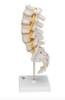 Picture of Lumbar Human Spinal Column Model - 3B Smart Anatomy