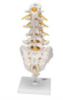 Picture of Lumbar Human Spinal Column Model - 3B Smart Anatomy