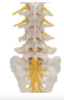 Picture of Lumbar Human Spinal Column Model - 3B Smart Anatomy